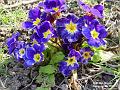 2003-0319primula